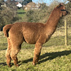 TOFT Nautilus Light Fawn Stud Male standing at TOFT Alpaca Stud